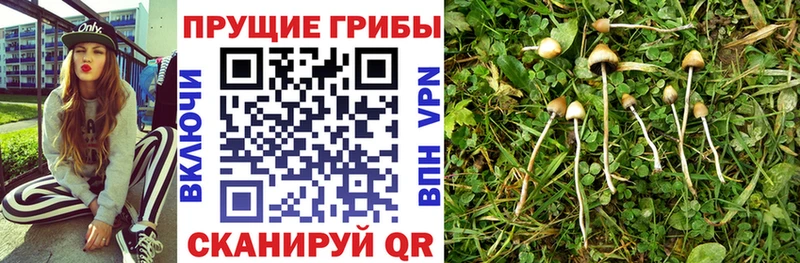 наркотики  Тайга  Галлюциногенные грибы мухоморы 